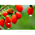 100% Natural Goji Berry Extract, Wolfberry Extract, Lycium Barbarum Extract